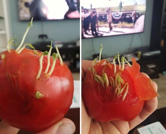 İşte dünyanın en tuhaf bitkileri! Ormanda yürüyüş yaparken dehşete düştü! Ölü adamın parmakları kan dondurdu - Resim: 69