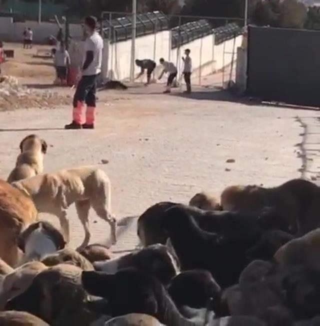 Konya'daki vahşet herkesi ayağa kaldırmıştı! Köpeklere kürekle vuran Murat Bacak ve Sefa Çakmak'ın cezaları belli oldu - Resim: 10