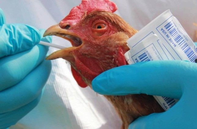 Kuş gribi mutasyona uğradı! İnsanlar için daha ölümcül ve daha bulaşıcı - Resim: 6