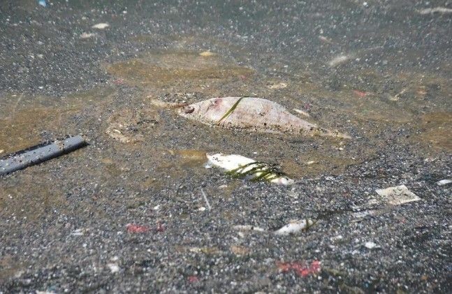 İzmir'den sonra Yunanistan! Milyonlarca balığın ölüsü sahile vurdu - Resim: 7