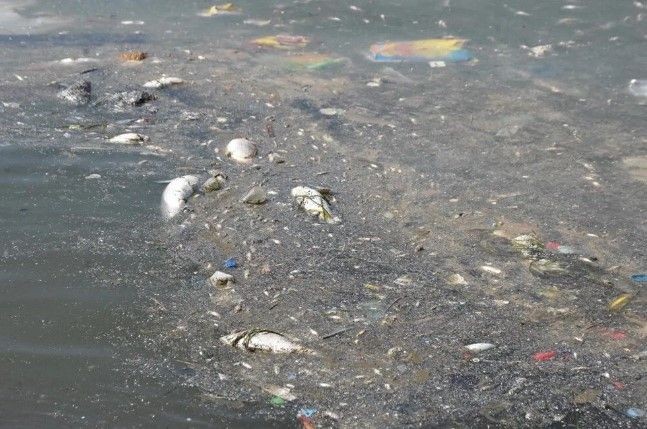 İzmir'den sonra Yunanistan! Milyonlarca balığın ölüsü sahile vurdu - Resim: 6