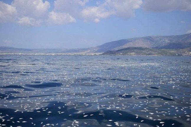 İzmir'den sonra Yunanistan! Milyonlarca balığın ölüsü sahile vurdu - Resim: 9