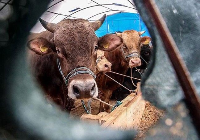 Kurban fiyatları cep yakacak! Geçen yıl 46 bin liraya satılan sana bu yıl 150 bin liraya satılıyor - Resim: 4