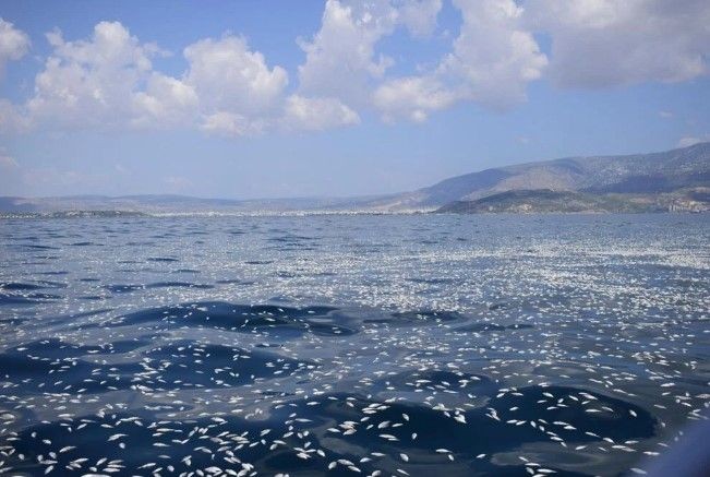 İzmir'den sonra Yunanistan! Milyonlarca balığın ölüsü sahile vurdu - Resim: 10