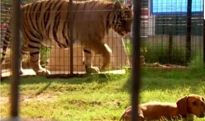 Aslan kafesine köpek bırakılırsa ne olur? Ziyaretçiler korku dolu gözlerle o anları izledi - Resim: 8