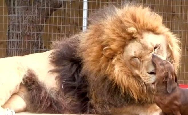 Aslan kafesine köpek bırakılırsa ne olur? Ziyaretçiler korku dolu gözlerle o anları izledi - Resim: 12