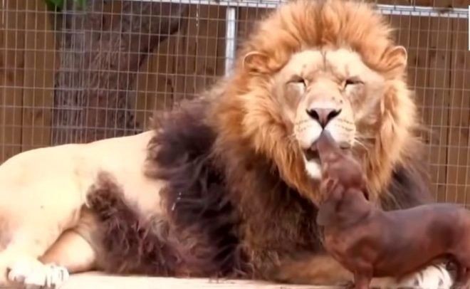 Aslan kafesine köpek bırakılırsa ne olur? Ziyaretçiler korku dolu gözlerle o anları izledi - Resim: 11