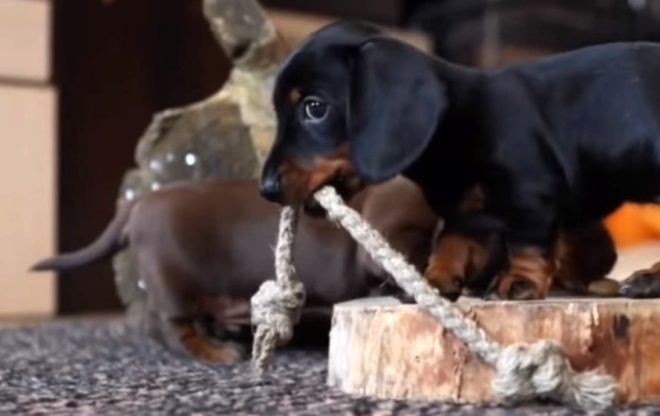 Aslan kafesine köpek bırakılırsa ne olur? Ziyaretçiler korku dolu gözlerle o anları izledi - Resim: 6