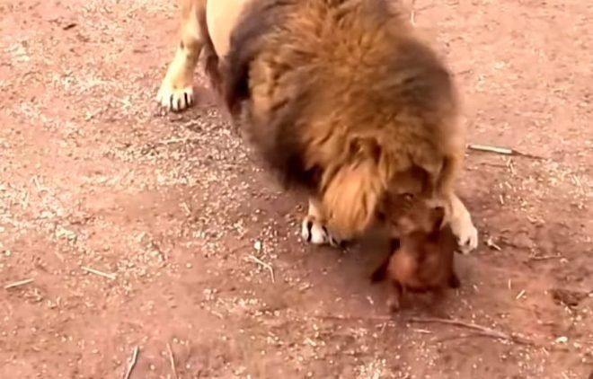Aslan kafesine köpek bırakılırsa ne olur? Ziyaretçiler korku dolu gözlerle o anları izledi - Resim: 10