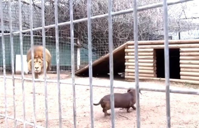 Aslan kafesine köpek bırakılırsa ne olur? Ziyaretçiler korku dolu gözlerle o anları izledi - Resim: 13