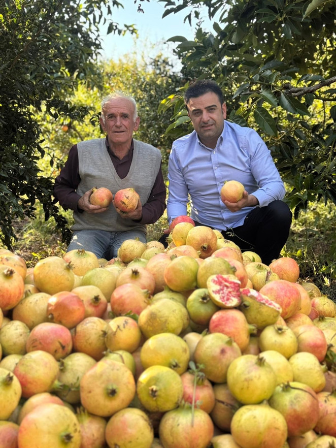 Antalya’da coğrafi işaretli çekirdeksiz narın hasadı başladı - Resim : 2