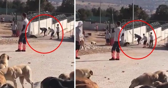 Konya'daki vahşet herkesi ayağa kaldırmıştı! Köpeklere kürekle vuran Murat Bacak ve Sefa Çakmak'ın cezaları belli oldu - Resim: 5