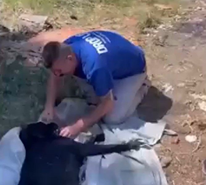 Yaralı köpeği beslerken saldırısına uğradı! Doktorun sözlerine rağmen tek derdi bakın ne oldu - Resim: 4