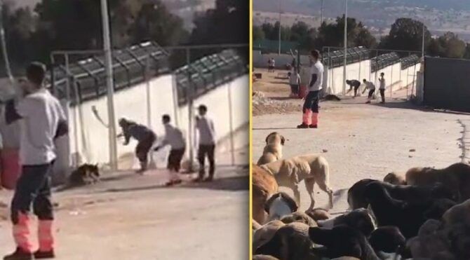 Konya'daki vahşet herkesi ayağa kaldırmıştı! Köpeklere kürekle vuran Murat Bacak ve Sefa Çakmak'ın cezaları belli oldu - Resim: 1