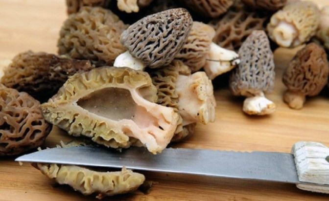 Burdur'da 3 arkadaş ormandan servet topladı! Kilosu 3.000 TL olduğunu duyunca göbek atmaya başladılar - Resim: 11