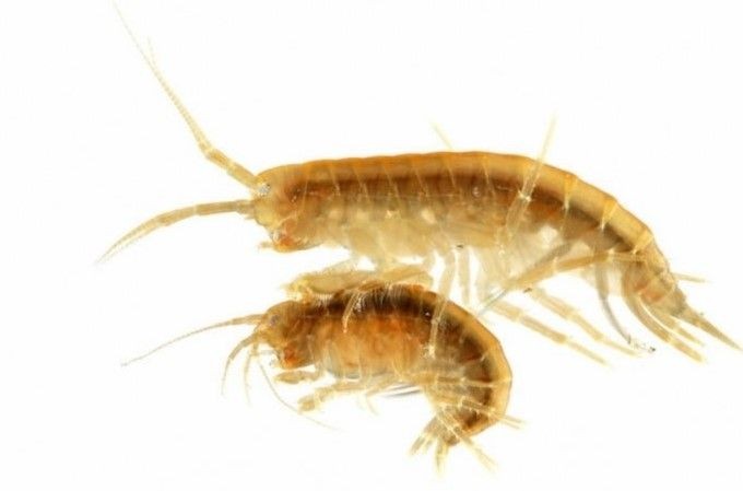 Türk bilim insanları o ilimizde keşfetti! Yeni canlı türü: Gammarus - Resim: 1