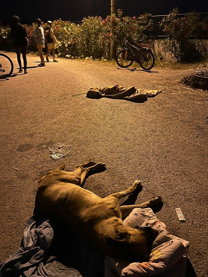 İzmir'de 6 köpeği tarım ilacıyla zehirleyip öldüren şüpheliyi bulana 70 bin TL ödül - Resim : 1