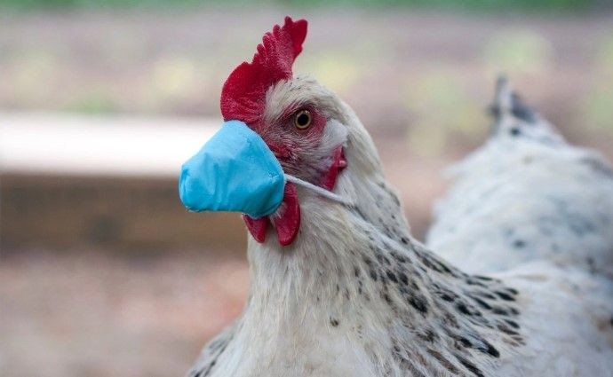 Kuş gribi mutasyona uğradı! İnsanlar için daha ölümcül ve daha bulaşıcı - Resim: 7