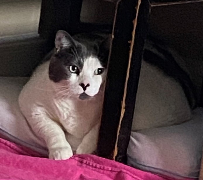 6 yaşındaki 18 kilogram ağırlığında olan Patches isimli kedi, sosyal medyada viral oldu - Resim: 9