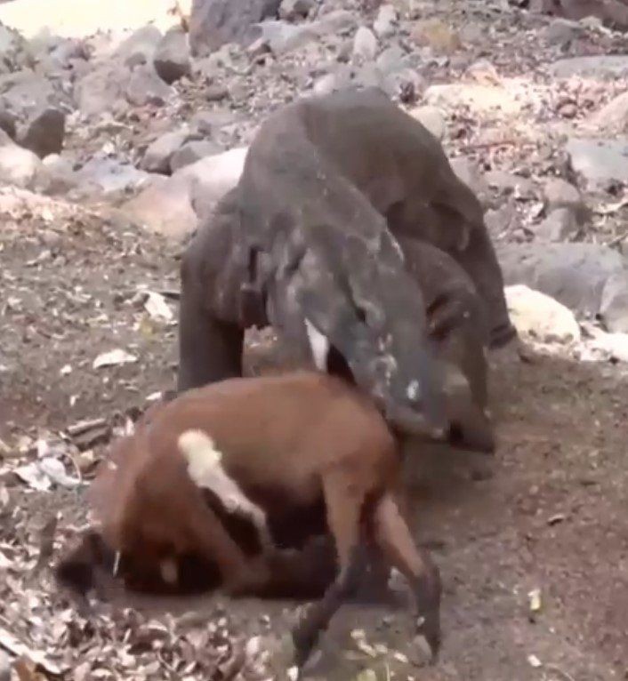 Yaşayan dinozor avını tek hamlede yuttu! Görenleri dehşete düşüren anlar | Vahşi doğada daha önce böylesi görülmedi - Resim: 7