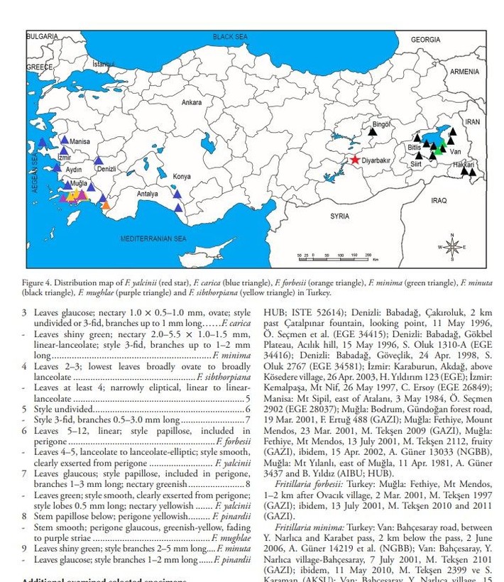 Türkiye’de yetişen 53’üncü ters lale türüne, keşfeden öğretmenin soyadı verildi; ‘Fritillaria Yalcinii’ - Resim: 11