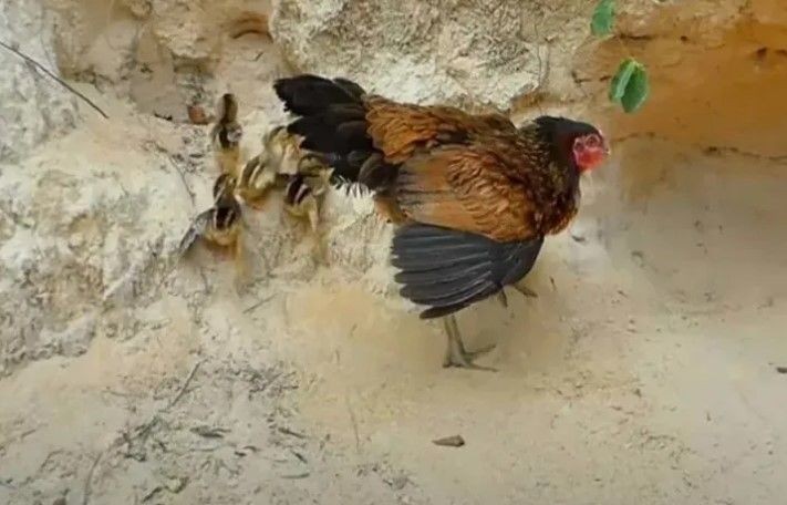 Anne tavuk pitona kafa tuttu! Yavrularını koruyan tavuk sosyal medyayı salladı - Resim: 2