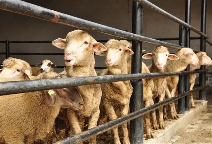 Kurban Bayramı ne zaman, hangi günlere denk geliyor? - Resim: 4