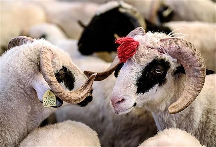 2023 Kurban Bayramı hangi günlere denk geliyor, kaç gün tatil olacak? - Resim: 2