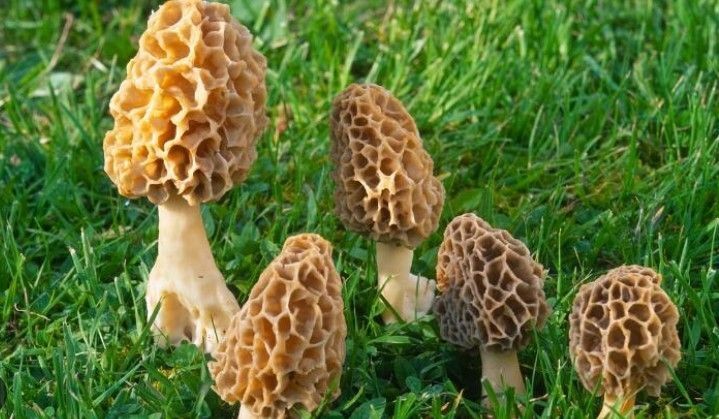 Burdur'da 3 arkadaş ormandan servet topladı! Kilosu 3.000 TL olduğunu duyunca göbek atmaya başladılar - Resim: 5