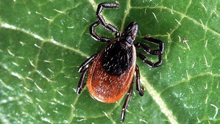 Havalar ısındı keneler ortaya çıkmaya başladı! Uzmanlar uyarıyor - Resim: 7