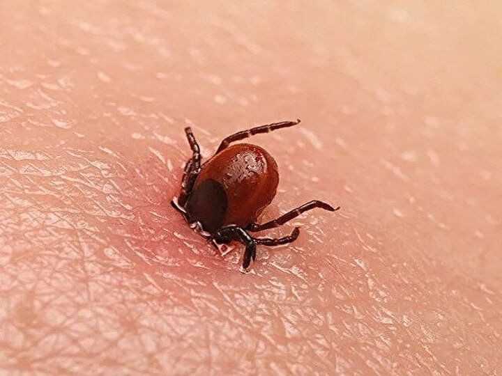 Havalar ısındı keneler ortaya çıkmaya başladı! Uzmanlar uyarıyor - Resim: 4