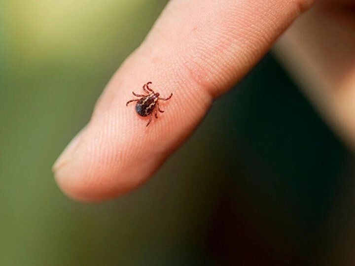 Havalar ısındı keneler ortaya çıkmaya başladı! Uzmanlar uyarıyor - Resim: 10