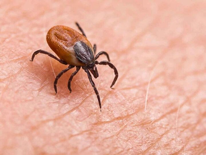 Havalar ısındı keneler ortaya çıkmaya başladı! Uzmanlar uyarıyor - Resim: 11