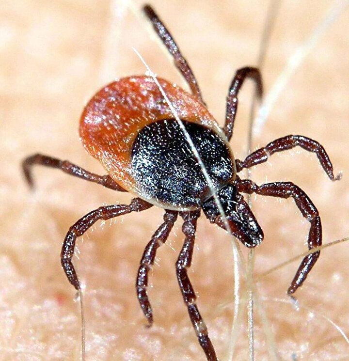 Havalar ısındı keneler ortaya çıkmaya başladı! Uzmanlar uyarıyor - Resim: 13