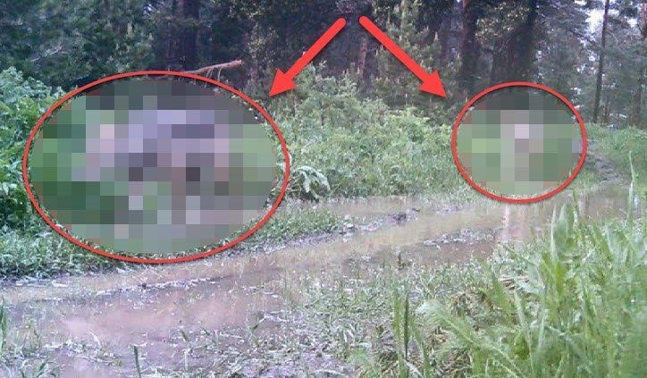Boyları 20 metreyi ağırlıkları 57 tonu bulabiliyor! Fethiye ve Kaş açıklarında görüntülendi! Uzmanlar vatandaşları uyarıyor - Resim: 7