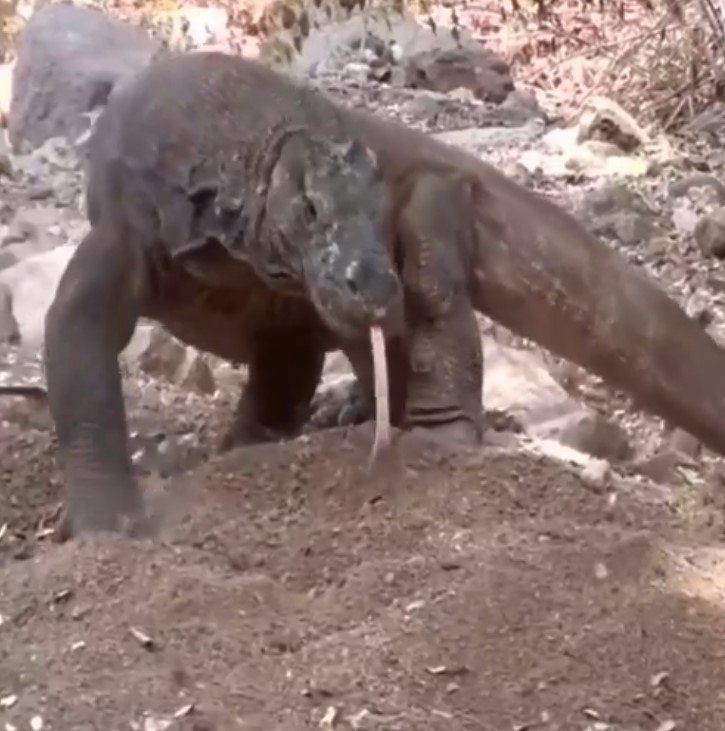 Yaşayan dinozor avını tek hamlede yuttu! Görenleri dehşete düşüren anlar | Vahşi doğada daha önce böylesi görülmedi - Resim: 41