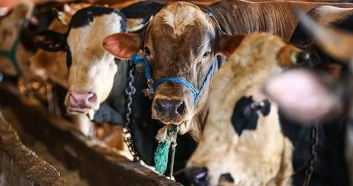 Kurban fiyatları cep yakacak! Geçen yıl 46 bin liraya satılan sana bu yıl 150 bin liraya satılıyor - Resim: 6