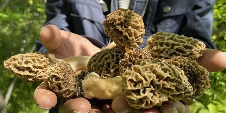 Burdur'da 3 arkadaş ormandan servet topladı! Kilosu 3.000 TL olduğunu duyunca göbek atmaya başladılar - Resim: 6