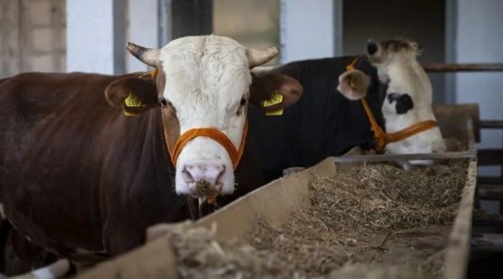 Kurban fiyatları cep yakacak! Geçen yıl 46 bin liraya satılan sana bu yıl 150 bin liraya satılıyor - Resim: 5