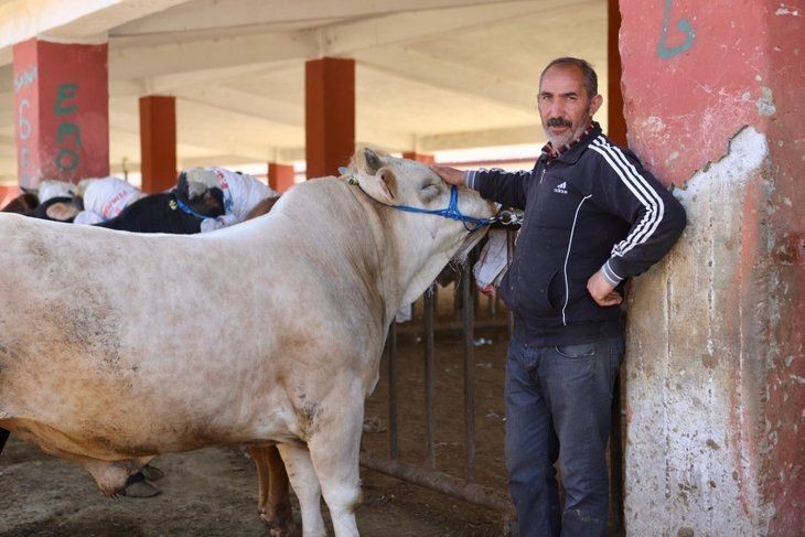 Kurban Bayramı öncesi sevkiyatlar başladı! 850 kiloluk Limuzin'in fiyatı 85 bin TL - Resim: 4