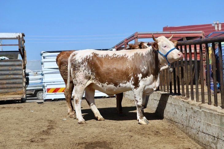 Kurban Bayramı öncesi sevkiyatlar başladı! 850 kiloluk Limuzin'in fiyatı 85 bin TL - Resim: 5