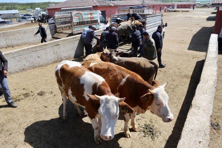 Kurban Bayramı öncesi sevkiyatlar başladı! 850 kiloluk Limuzin'in fiyatı 85 bin TL - Resim: 7