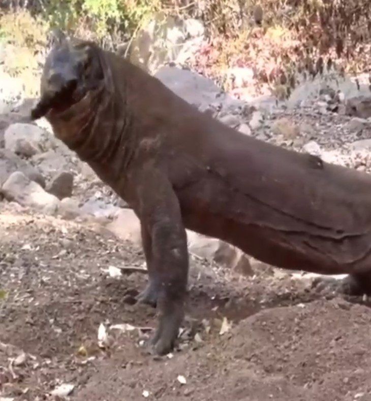 Yaşayan dinozor avını tek hamlede yuttu! Görenleri dehşete düşüren anlar | Vahşi doğada daha önce böylesi görülmedi - Resim: 37