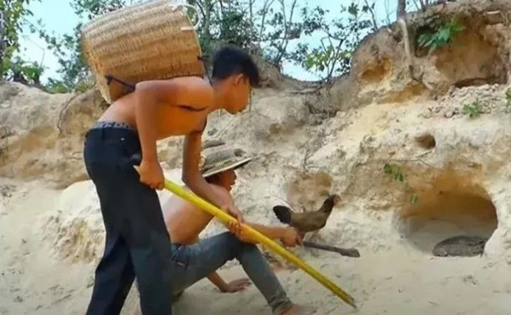 Anne tavuk pitona kafa tuttu! Yavrularını koruyan tavuk sosyal medyayı salladı - Resim: 20