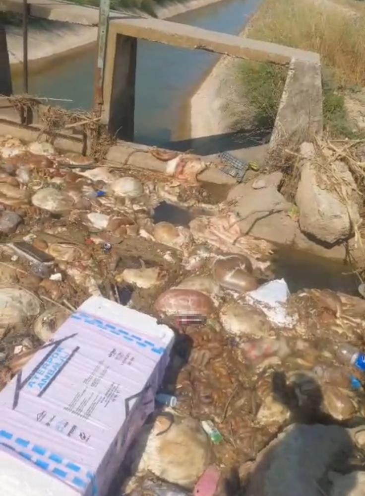 Adana'da kurban atıklarını sulama kanalına attılar - Resim : 3