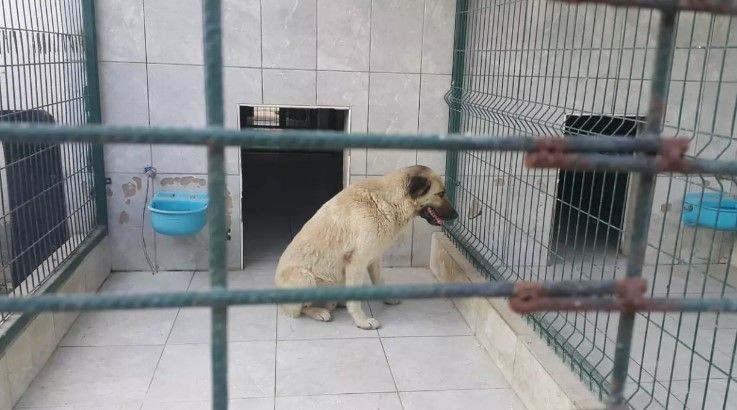Ataşehir ve Bursa'da köpek vahşeti! - Resim: 9