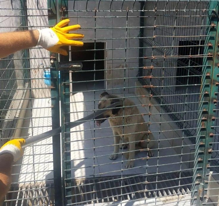 Ataşehir ve Bursa'da köpek vahşeti! - Resim: 11