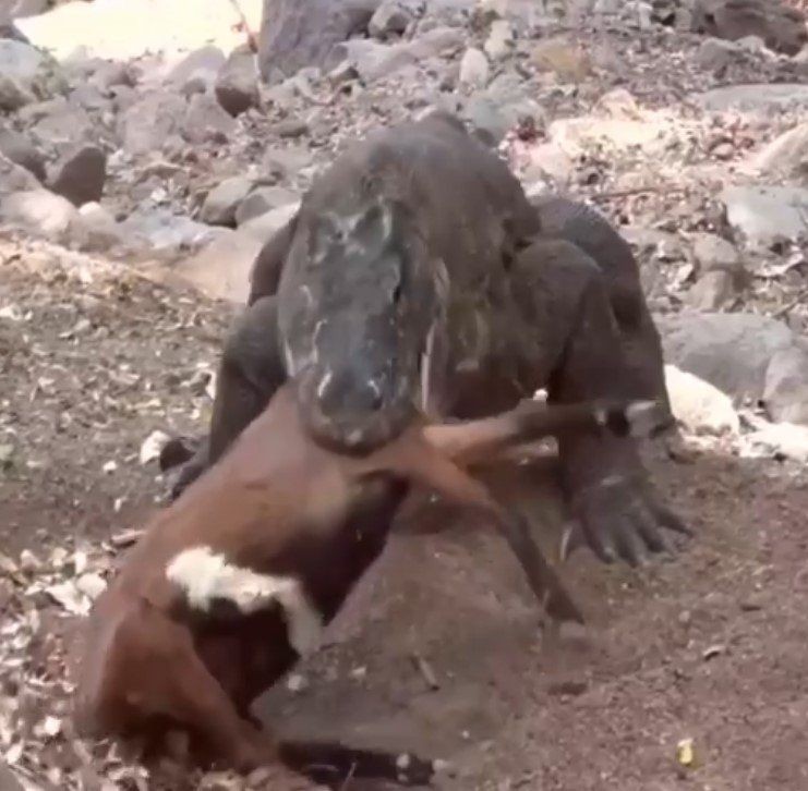 Yaşayan dinozor avını tek hamlede yuttu! Görenleri dehşete düşüren anlar | Vahşi doğada daha önce böylesi görülmedi - Resim: 11