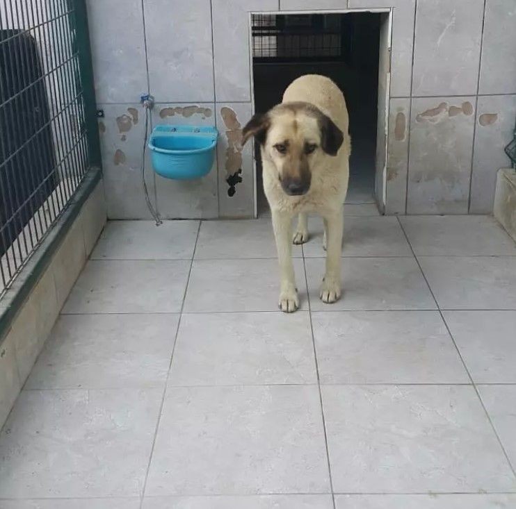 Ataşehir ve Bursa'da köpek vahşeti! - Resim: 10