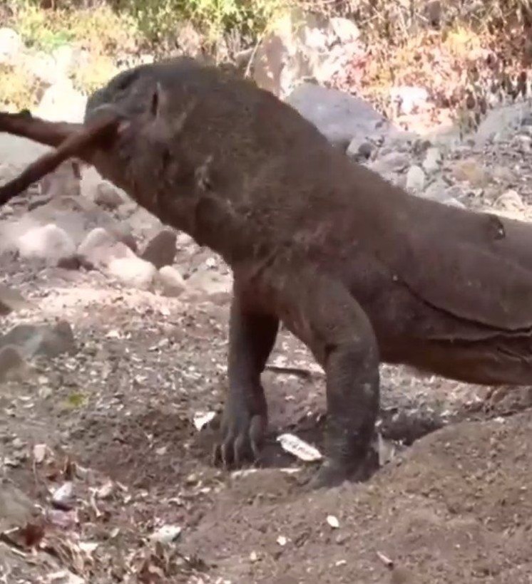 Yaşayan dinozor avını tek hamlede yuttu! Görenleri dehşete düşüren anlar | Vahşi doğada daha önce böylesi görülmedi - Resim: 34